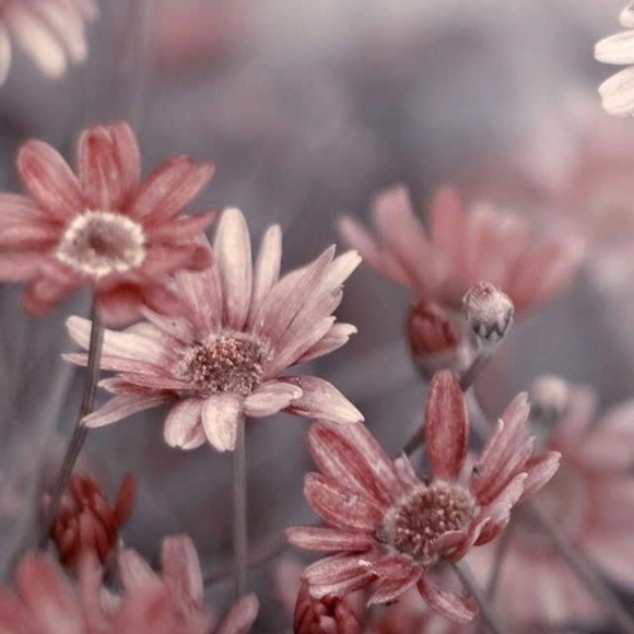 Meet your Posher, Sarah - Picture 1 of 1